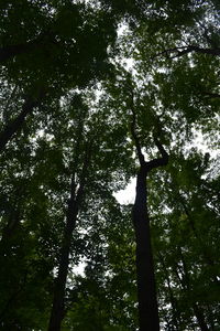 Low angle view of trees in forest