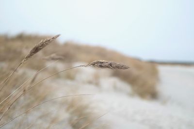 Close-up of dry plant on land against sky