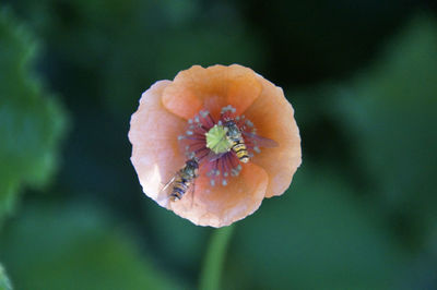 Close-up of rose flower