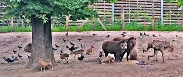 Goat grazing on field