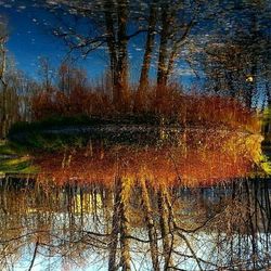 Reflection of trees in lake