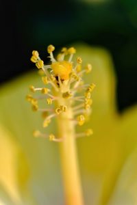 Close-up of yellow flowers