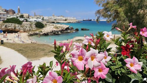 flowering plant