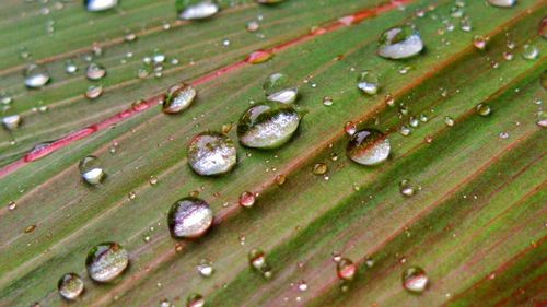 Close-up of wet insect on grass