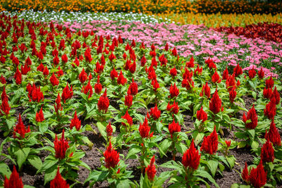 Close-up of red flowering plants on field