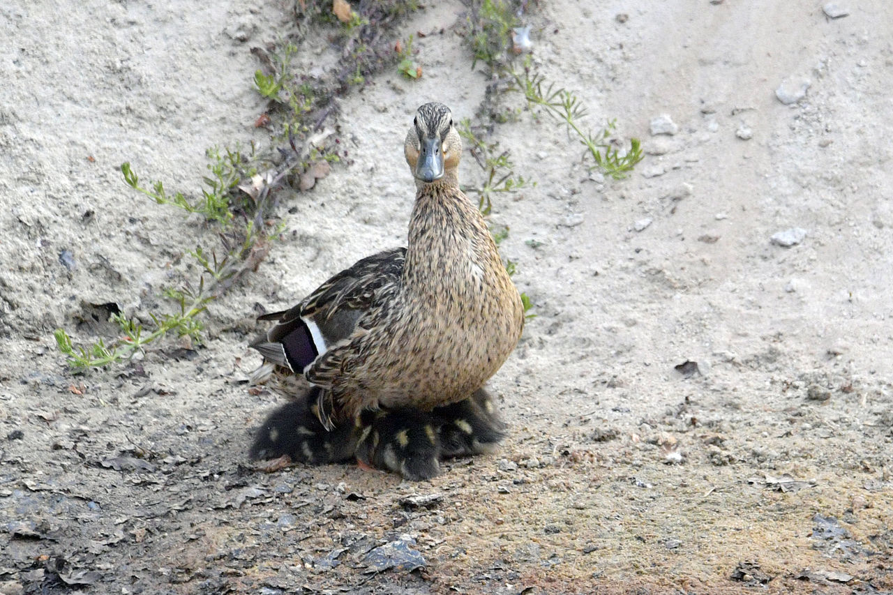 HIGH ANGLE VIEW OF A DUCK ON ROCK