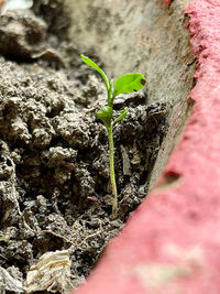 Close-up of plant growing on tree trunk