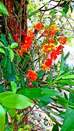 Close-up of orange flowering plants on tree