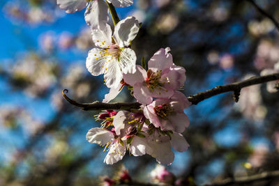 Close-up of cherry blossoms in spring