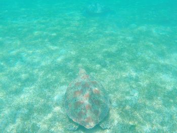 Jellyfish swimming in sea