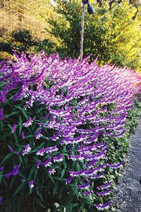 Close-up of fresh purple flowers