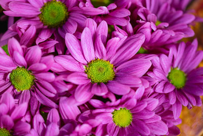 A close up macro image of a bouquet of purple florists daisy flowers