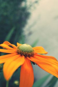 Close-up of yellow flower