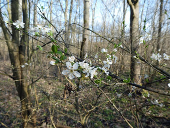 Close-up of white flowering plant in forest