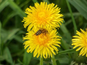 Close-up of bee pollinating on yellow flower