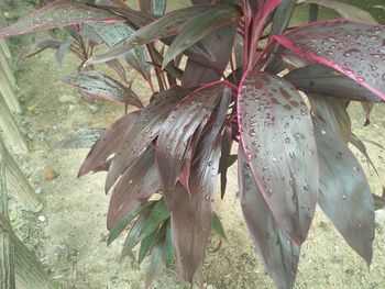 High angle view of starfish on leaf