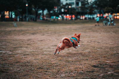 Dog running on field