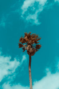 Low angle view of palm tree against blue sky