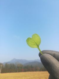 Person holding plant against clear sky