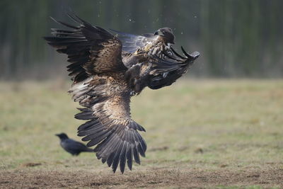 Two juvenile white-tailed eagles fighting