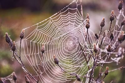 Close-up of spider on web