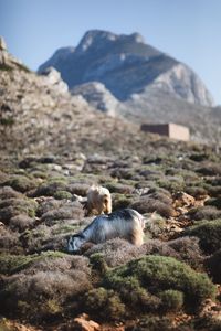 Goats grazing on field