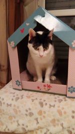 Portrait of cat sitting on box at home
