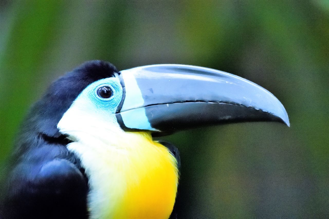 CLOSE-UP OF A PARROT