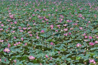 Close-up of pink flowers blooming outdoors