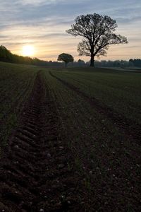 Scenic view of field against sky during sunset