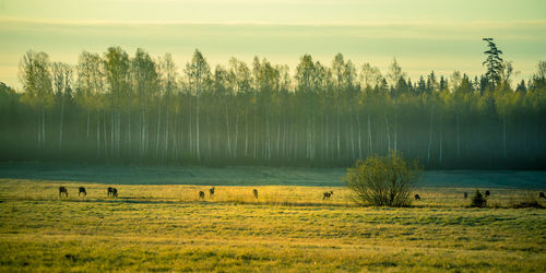 A beautiful misty morning with wild red deer herd grazing in the meadow. 