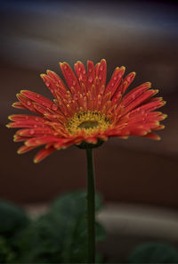 Close-up of water drops on flower