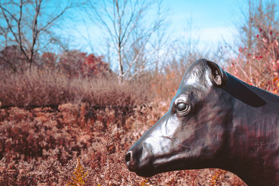 Close up of the head of a cow statue