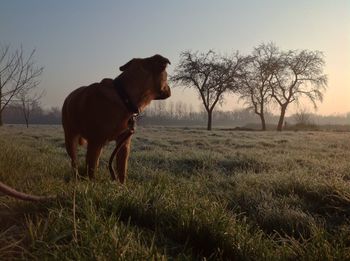 Dog on field against sky