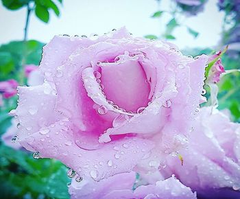 Close-up of wet pink rose