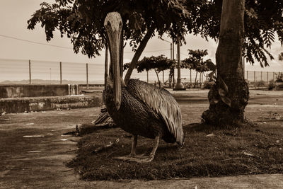 Bird on field against trees