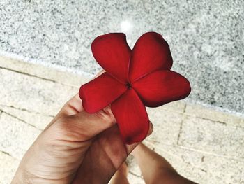 Close-up of red flower