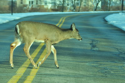 Side view of giraffe walking on road