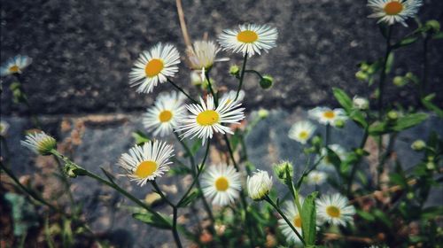 Close-up of yellow cosmos flowers blooming outdoors