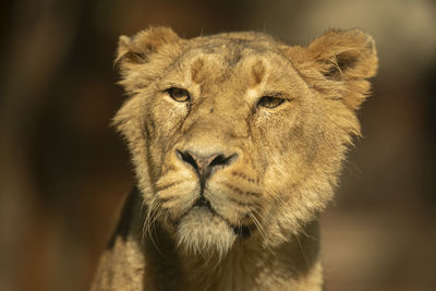 Close-up of a cat looking away