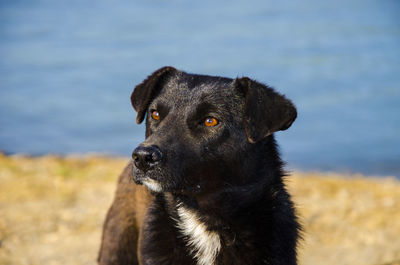 Close-up of a dog looking away