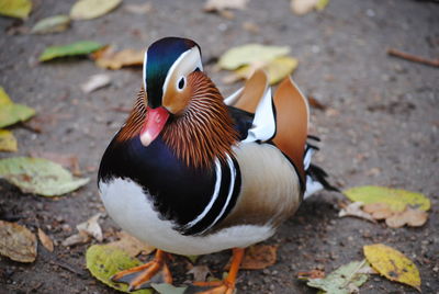 Close-up of duck