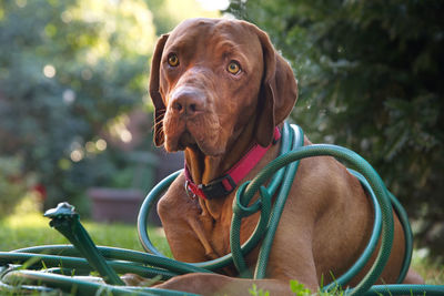 A dog entangled in a garden hose