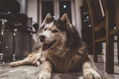 Close-up of a dog looking away at home