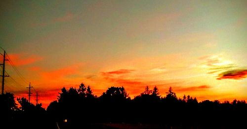 Silhouette of trees at sunset