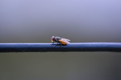 Close-up of fly on a railing