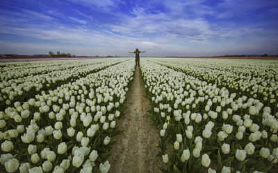 Man with arms outstretched standing at white tulip farm