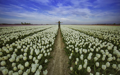 Scenic view of flower field against sky