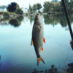 Fish caught through fishing rod 