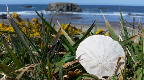 Close-up of grass on beach